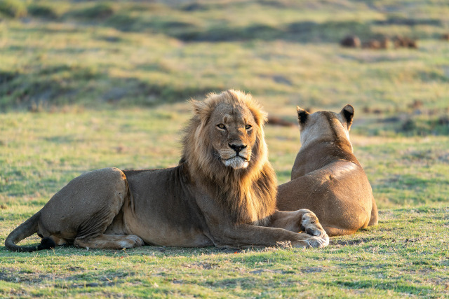 Africa wildlife nature landscape